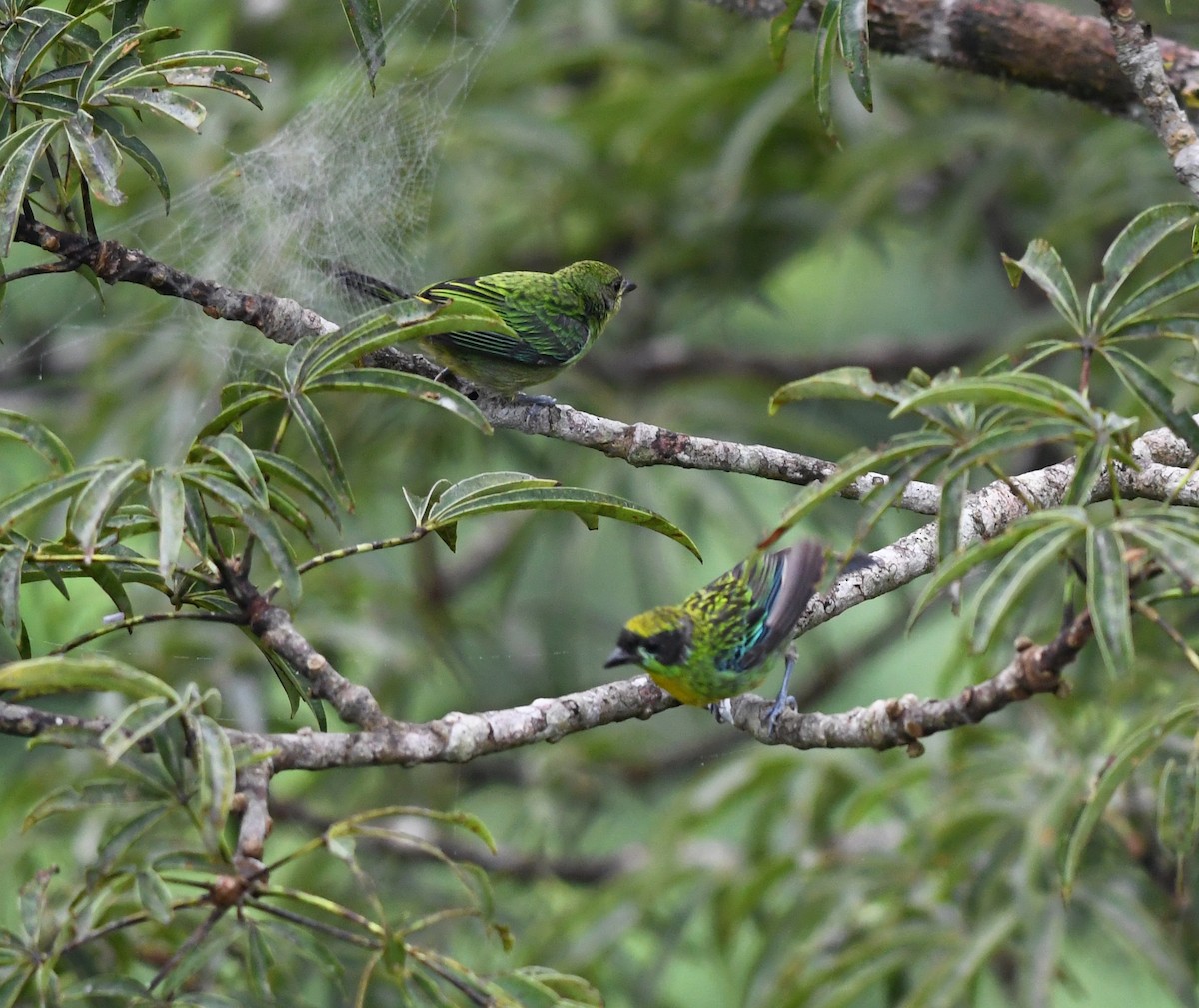 Green-and-gold Tanager - ML151025691