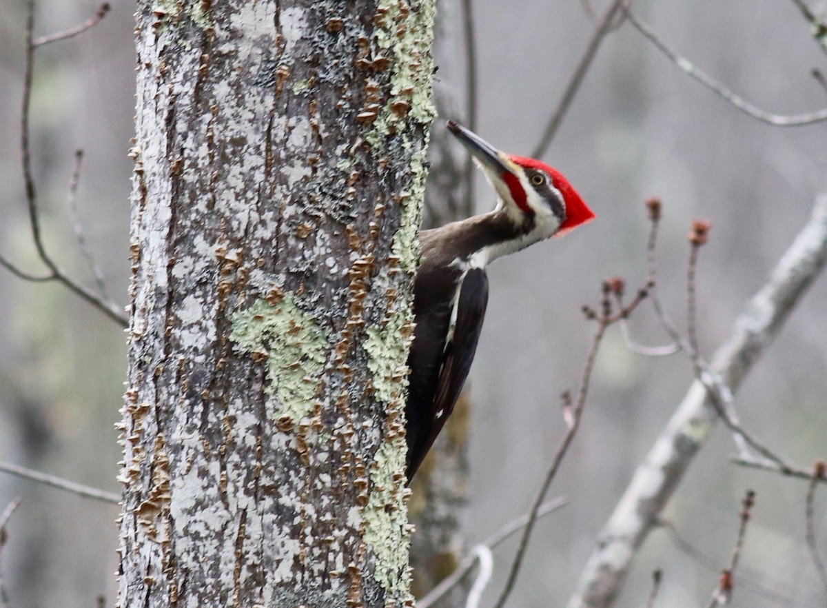 Pileated Woodpecker - Charlie   Nims