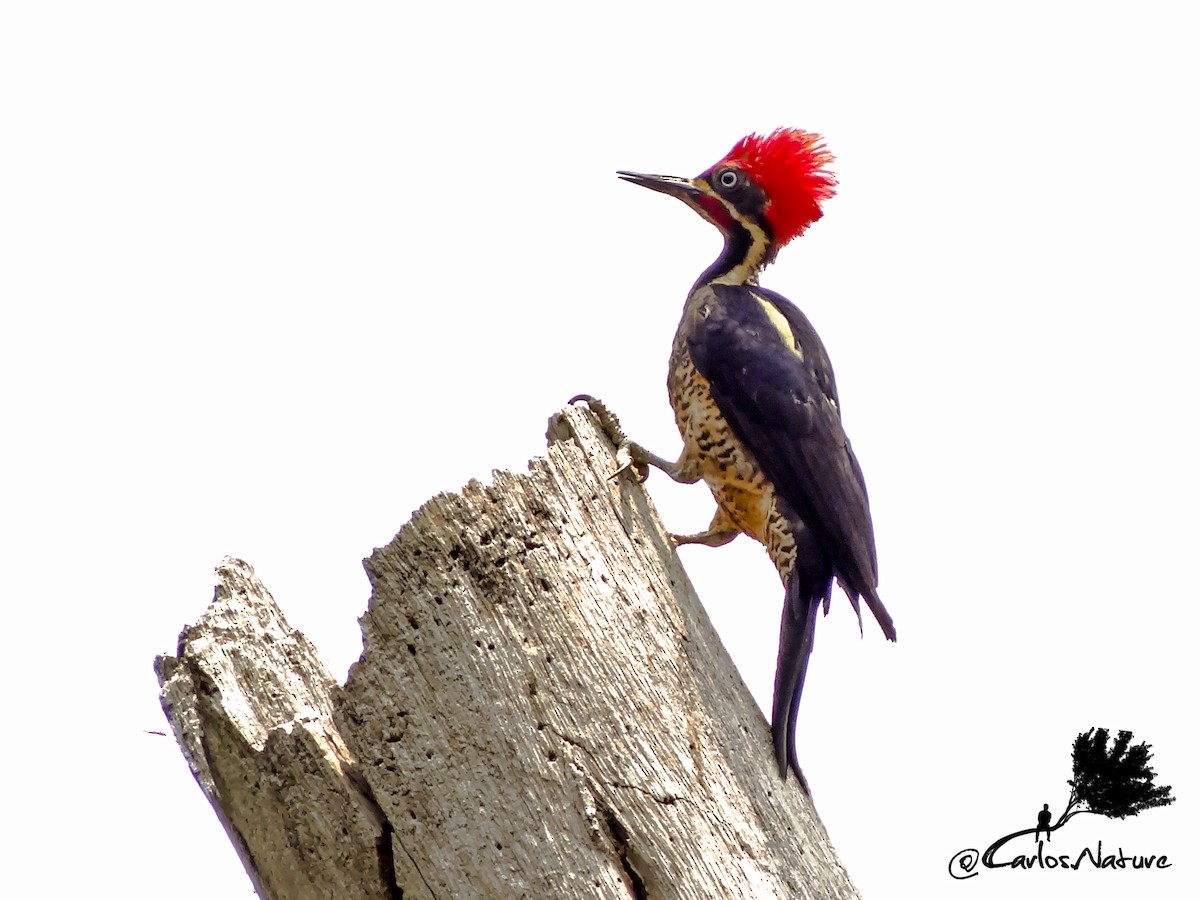Lineated Woodpecker - Anonymous