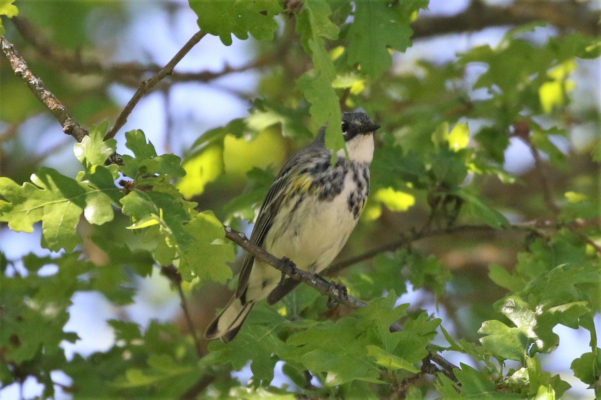 Yellow-rumped Warbler (Myrtle) - Steve Hampton