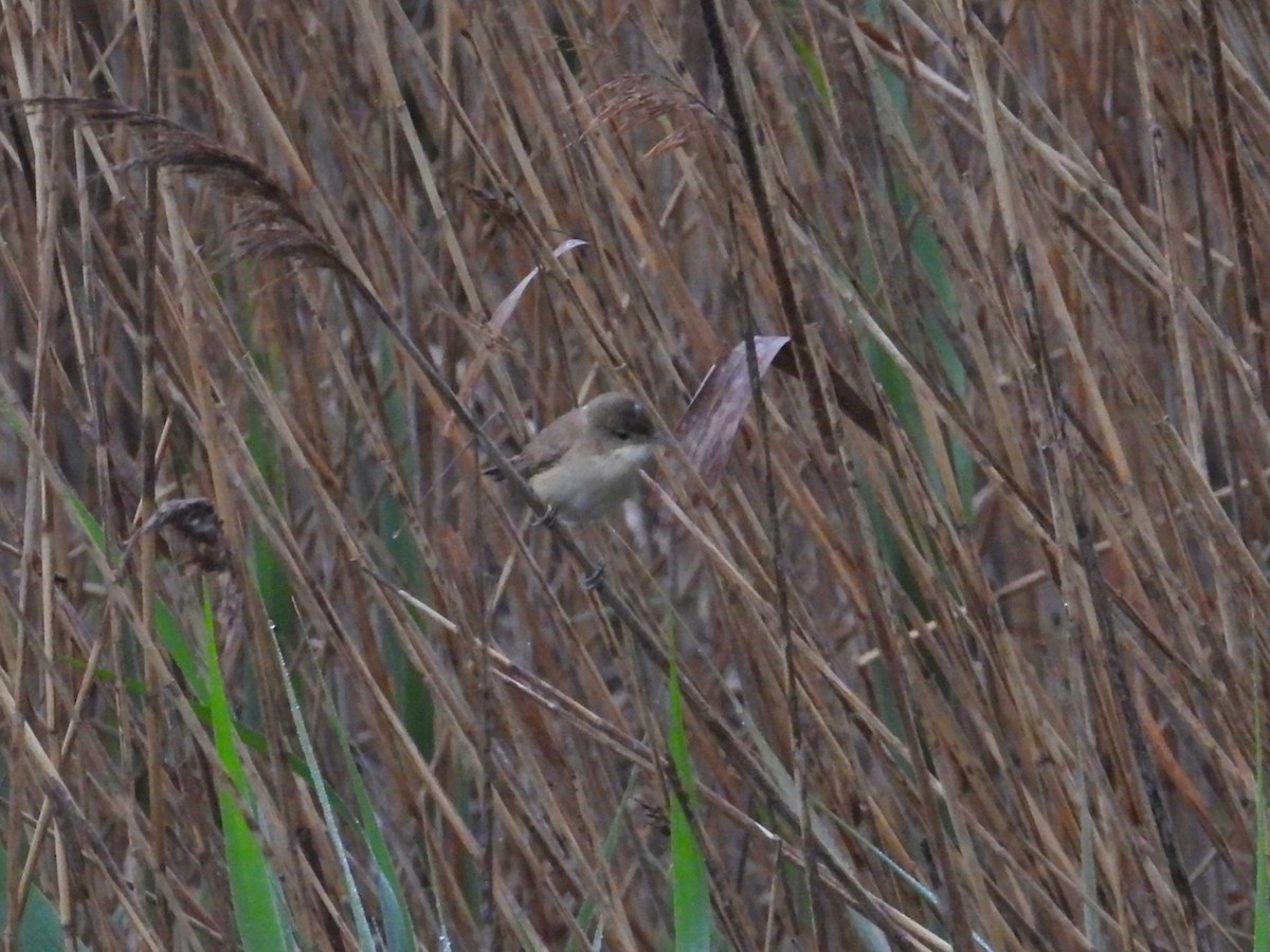 Common Reed Warbler - ML151030581
