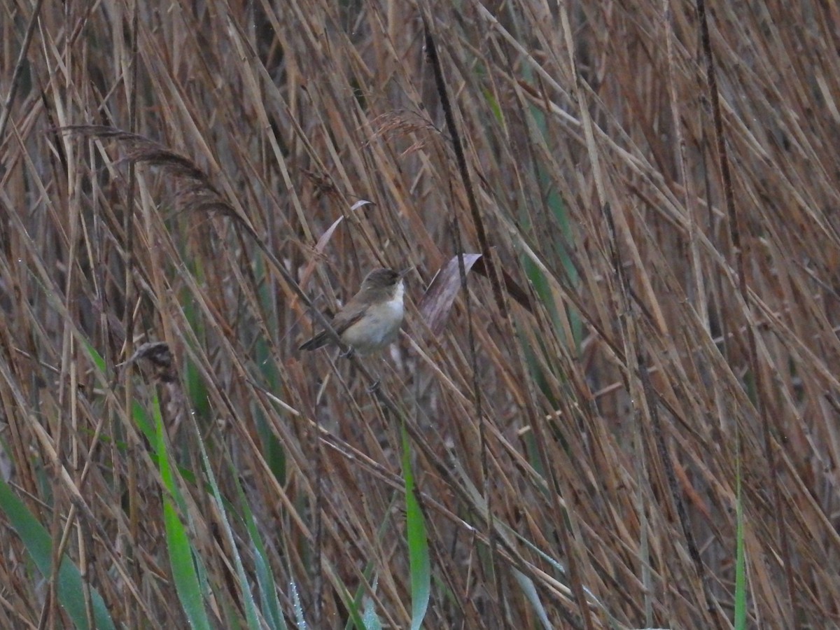 Common Reed Warbler - ML151030661