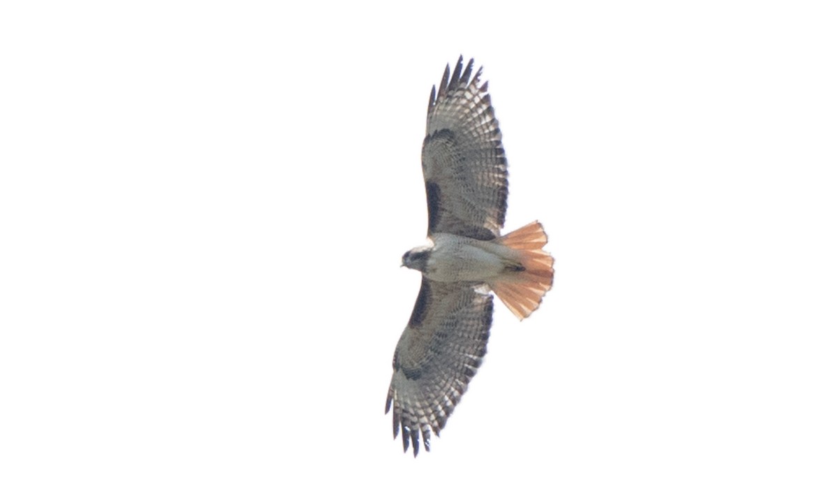 Red-tailed Hawk (calurus/alascensis) - ML151030781