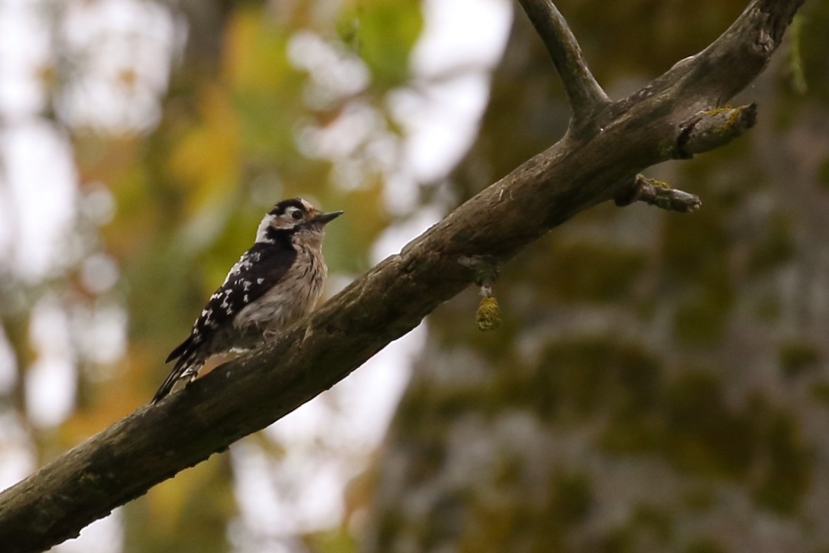 Lesser Spotted Woodpecker - António Gonçalves