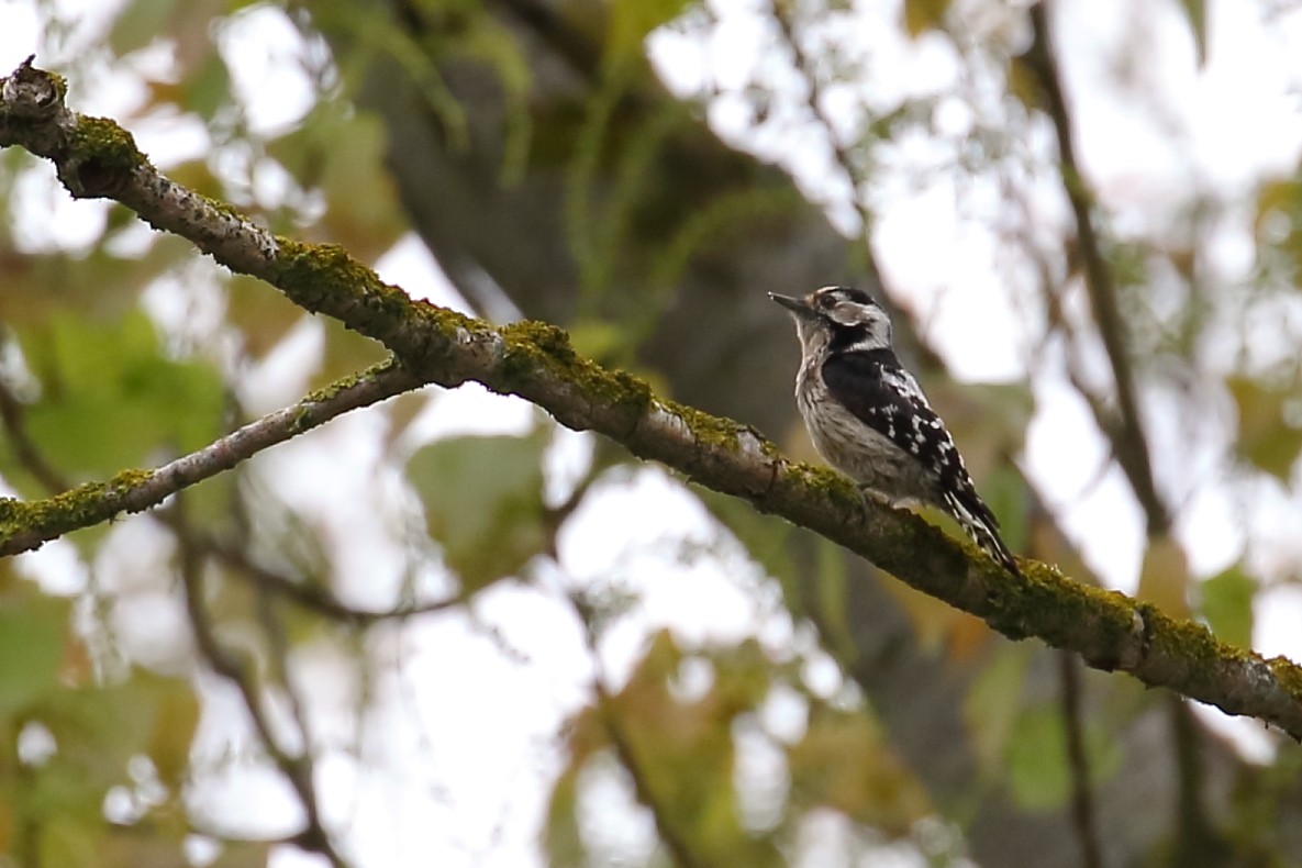 Lesser Spotted Woodpecker - ML151031961