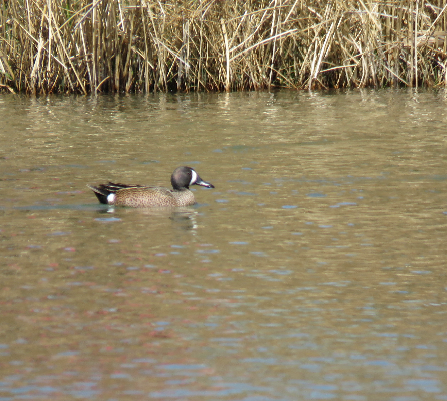 Blue-winged Teal - ML151032521