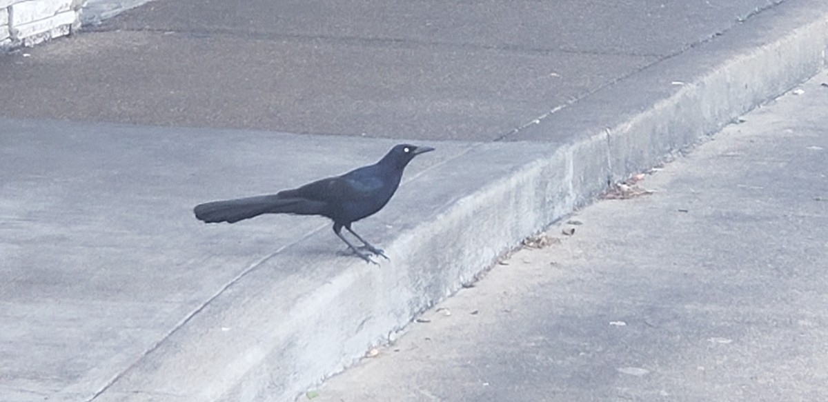 Great-tailed Grackle - ML151033161