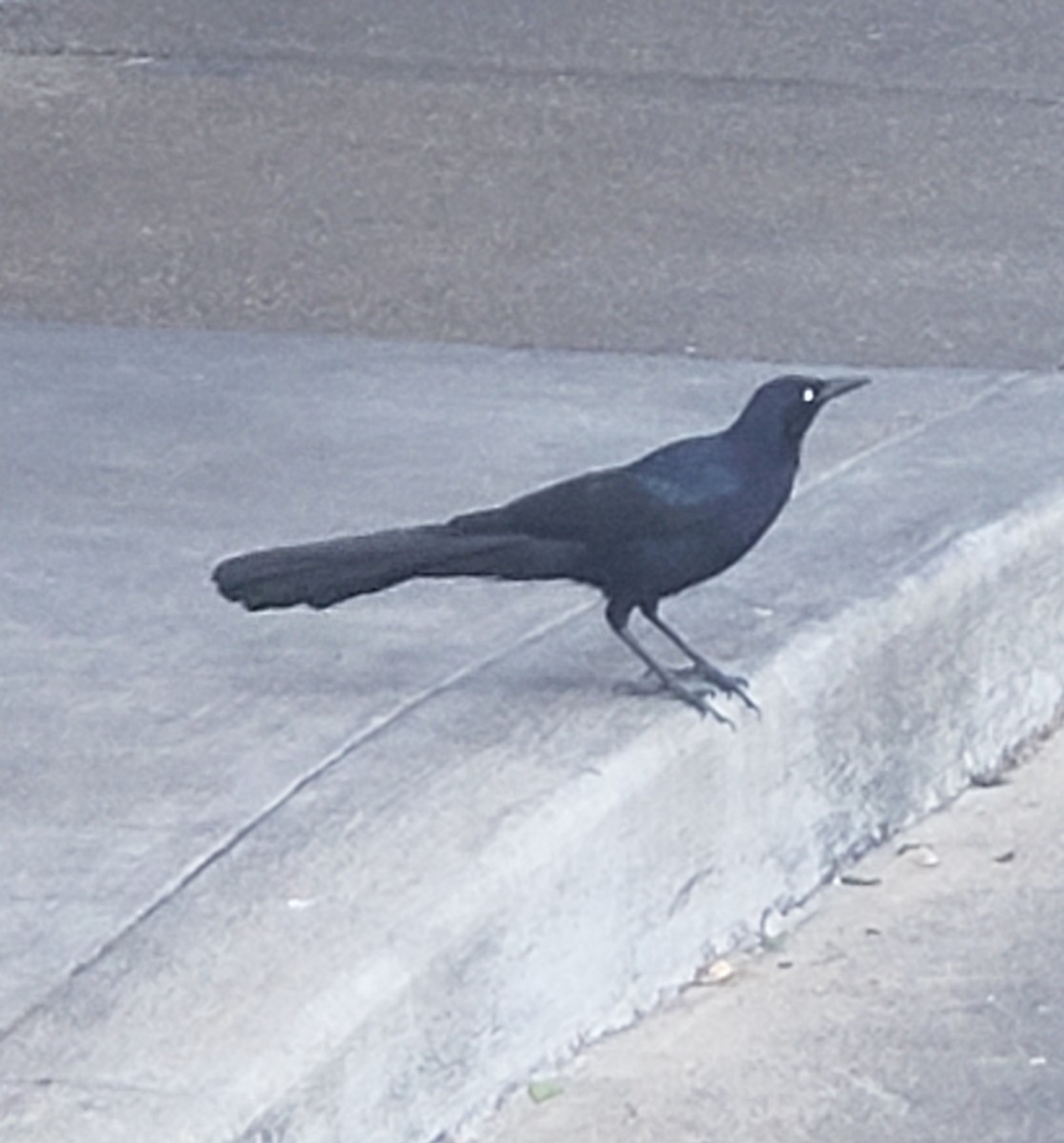 Great-tailed Grackle - ML151033271