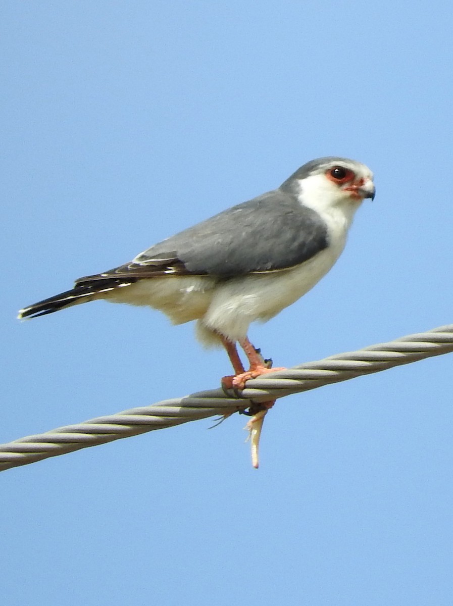 Pygmy Falcon - Todd A. Watkins