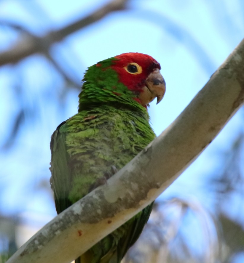 Red-masked Parakeet - Larry Edwards