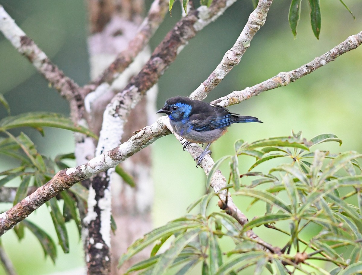 Opal-rumped Tanager (Opal-rumped) - ML151035121