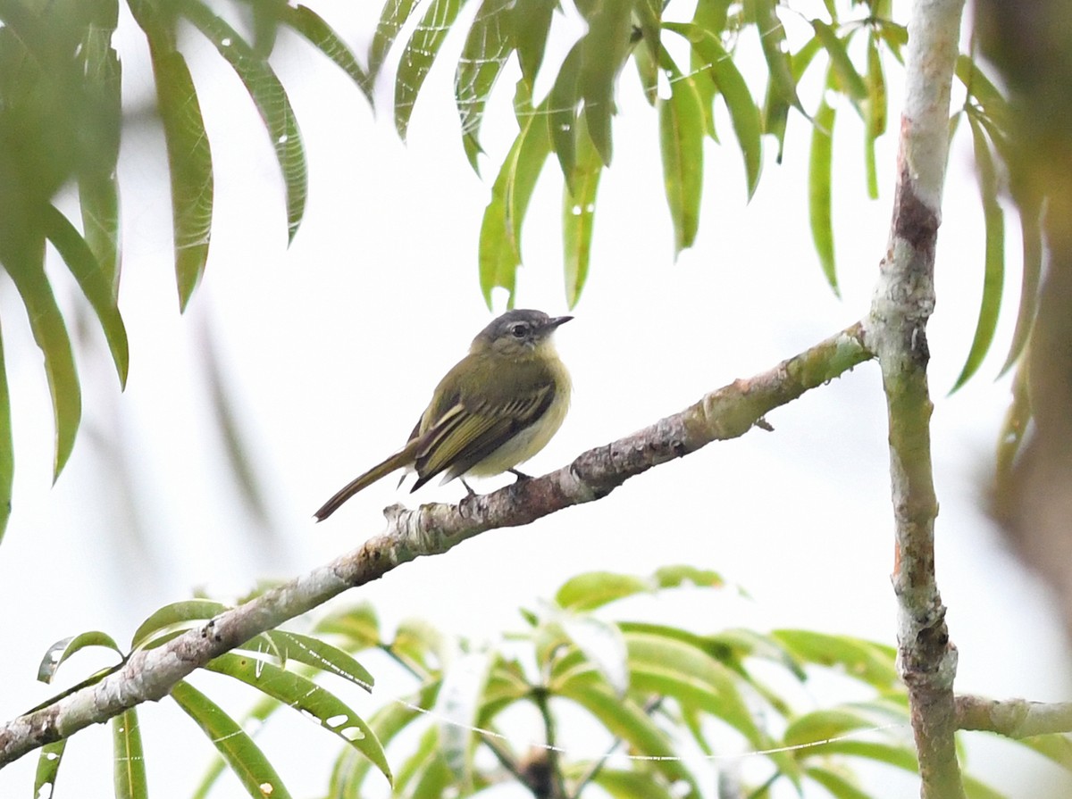 Gray-crowned Flatbill - ML151035501