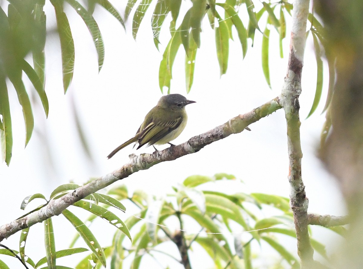 Gray-crowned Flatbill - ML151035521