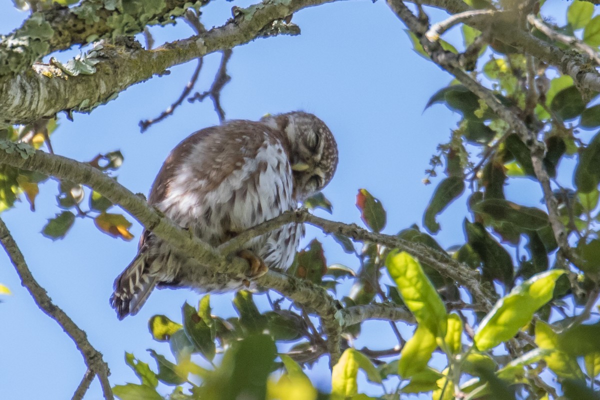 Northern Pygmy-Owl - ML151038211