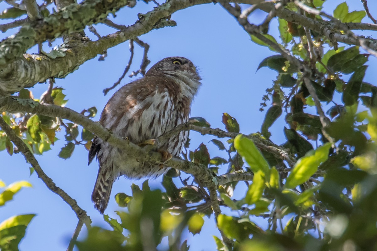 Northern Pygmy-Owl - ML151038251