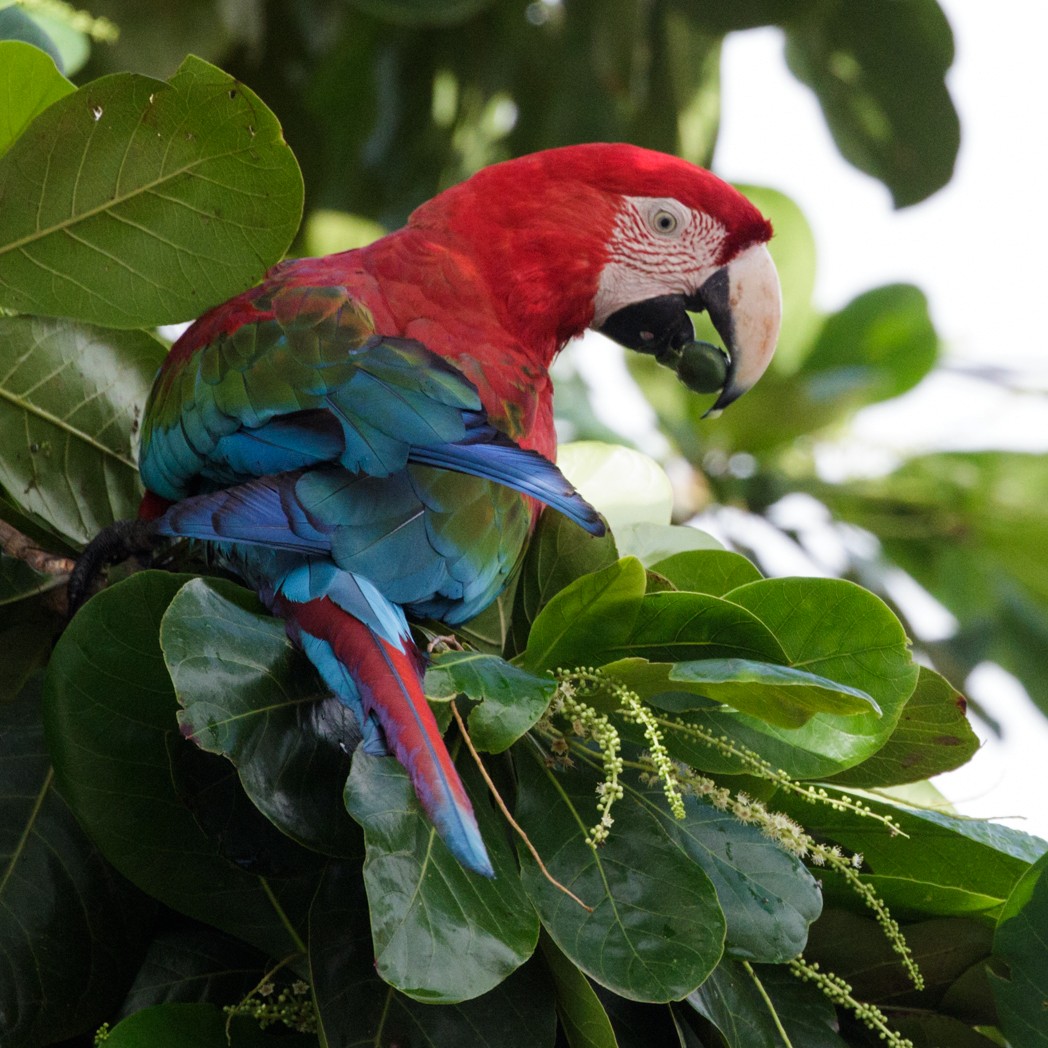 Red-and-green Macaw - Silvia Faustino Linhares