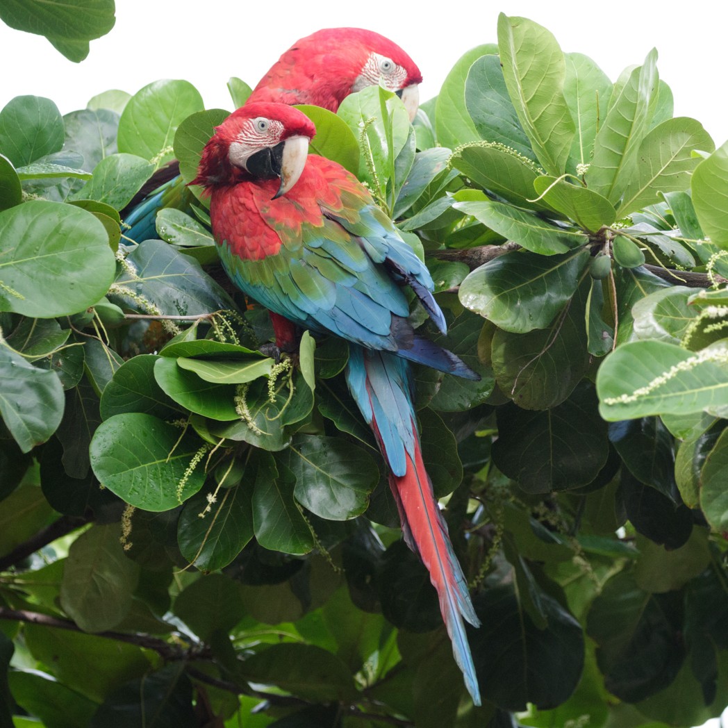 Red-and-green Macaw - Silvia Faustino Linhares