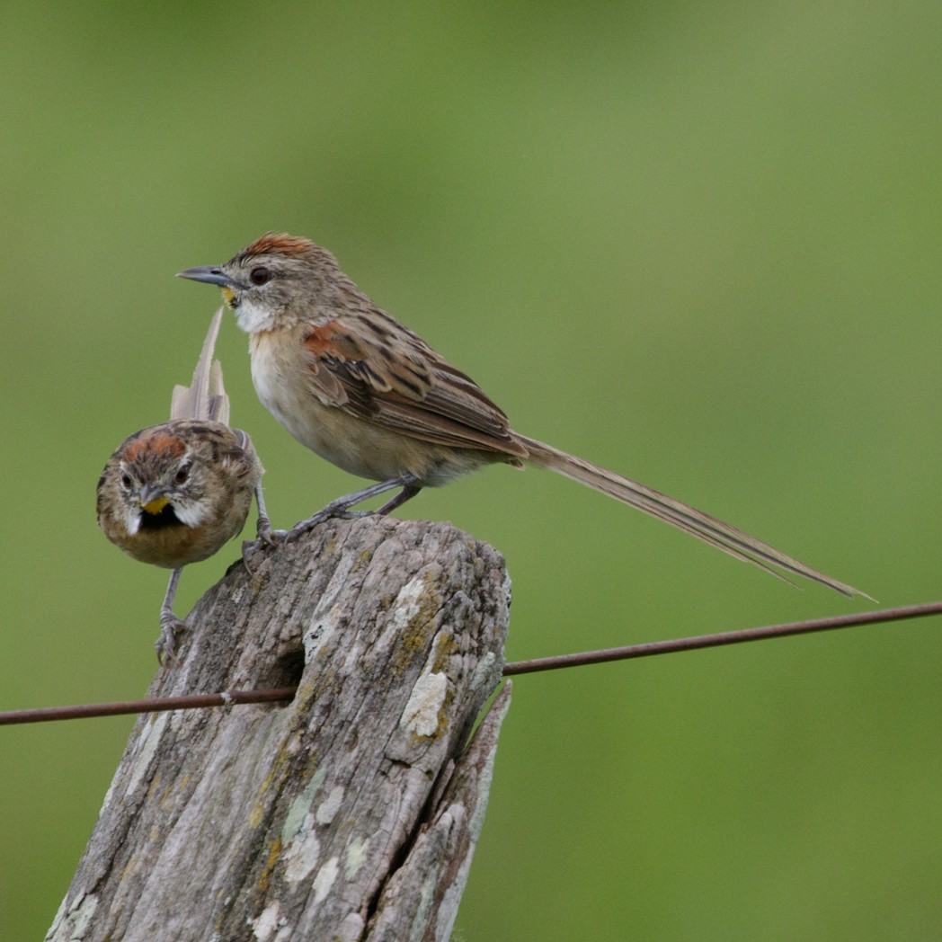 Chotoy Spinetail - Silvia Faustino Linhares