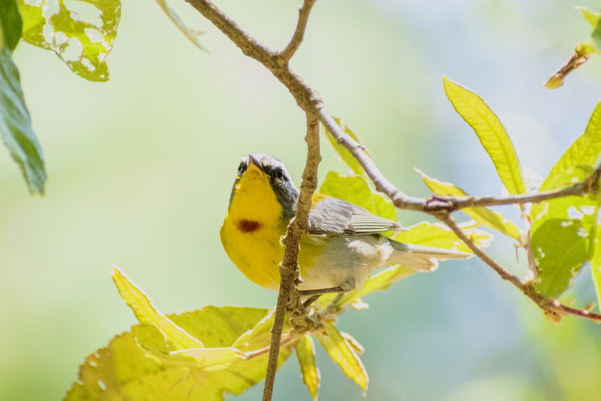 Crescent-chested Warbler - ML151041001