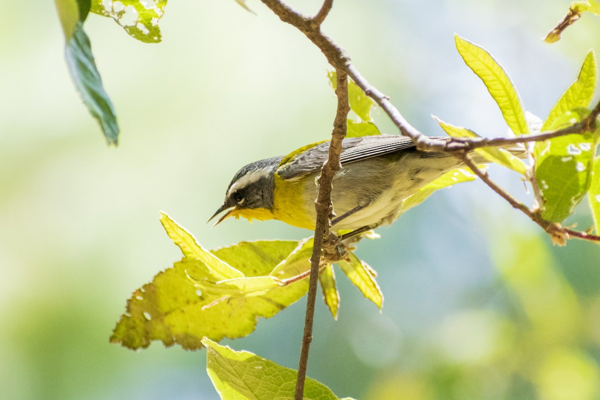 Crescent-chested Warbler - ML151041011