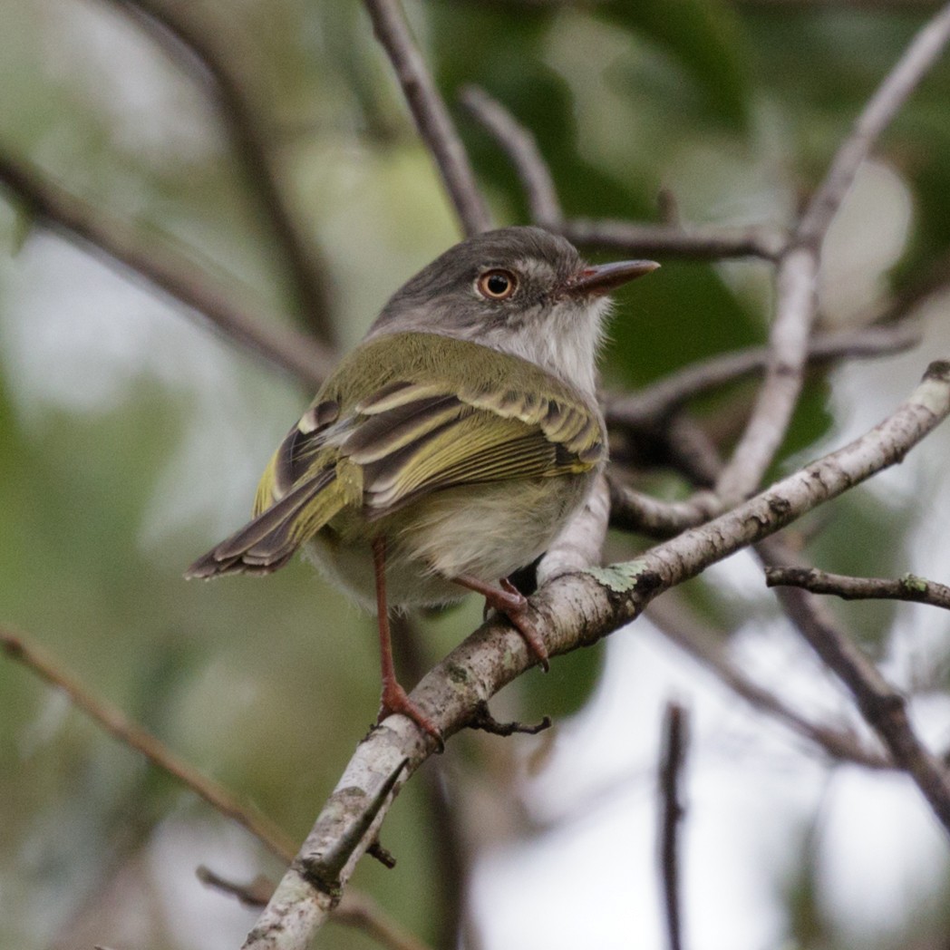 Pearly-vented Tody-Tyrant - ML151041541