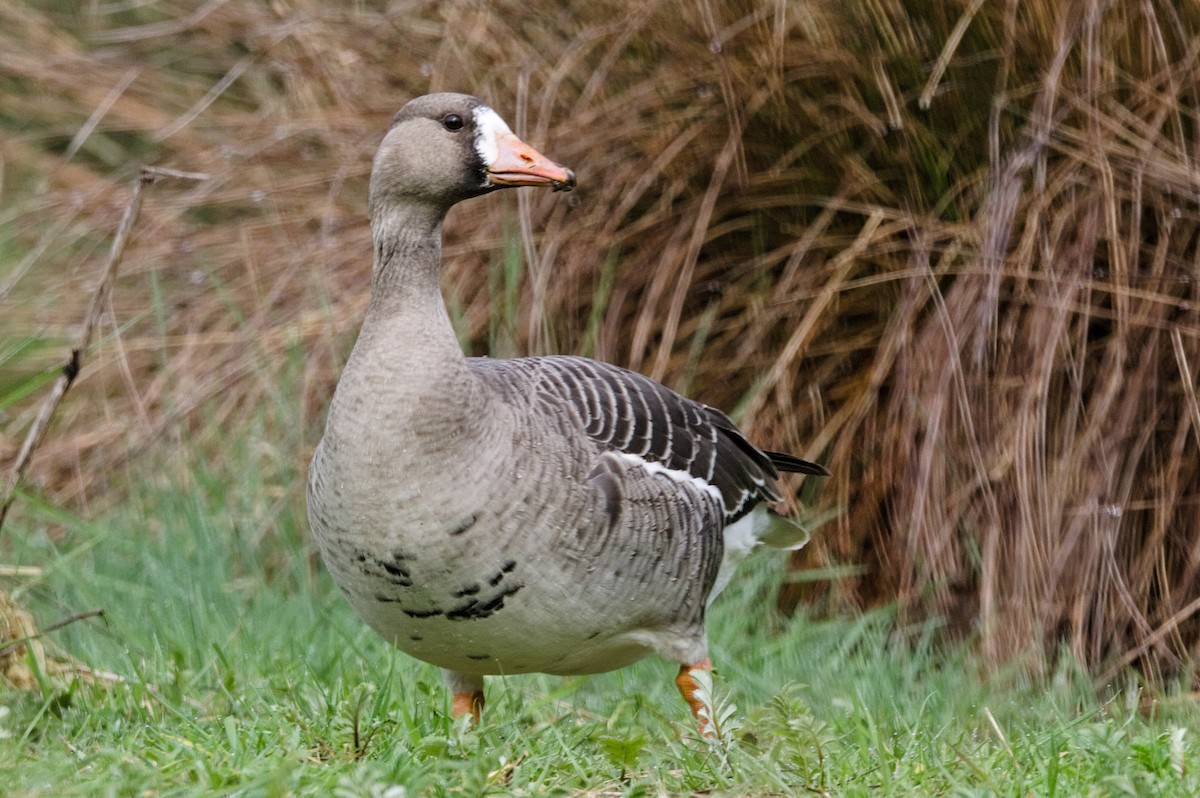 Greater White-fronted Goose - ML151041851