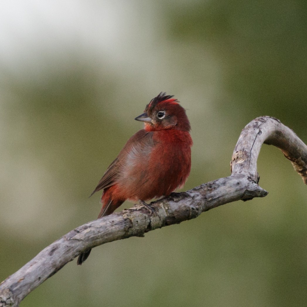 Red-crested Finch - ML151041921