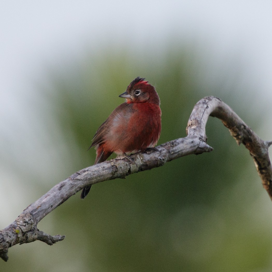 Red-crested Finch - ML151041971