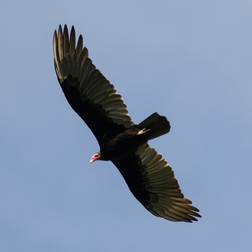 Turkey Vulture - ML151042221