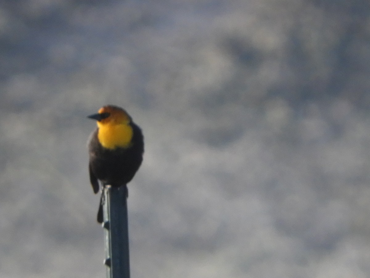 Yellow-headed Blackbird - Duke Tufty