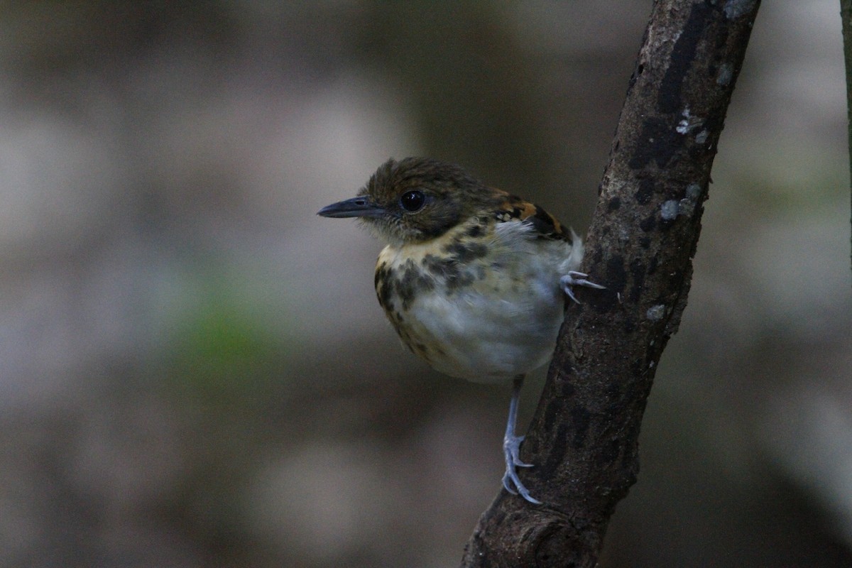 Spotted Antbird - ML151045121