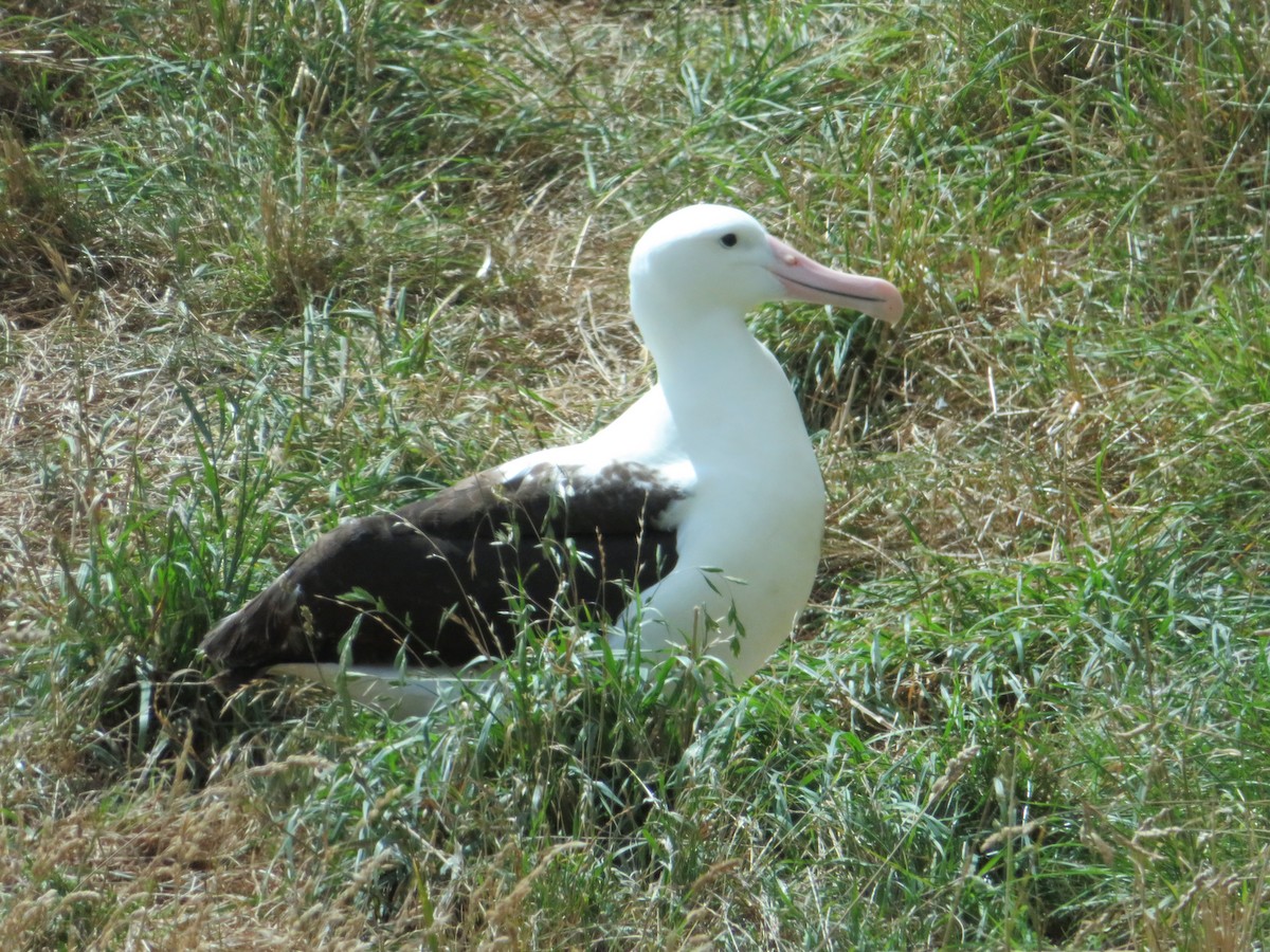 Northern Royal Albatross - Ken Merideth