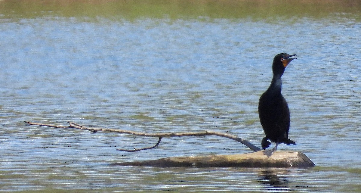 Double-crested Cormorant - Marie Furnish