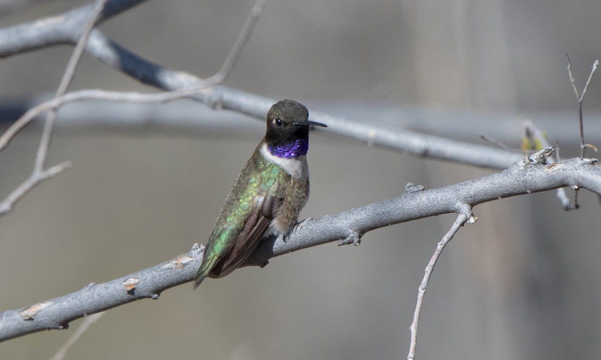 Black-chinned Hummingbird - Steve Kelling