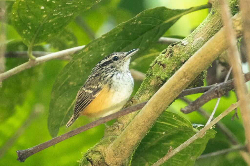 Peruvian Warbling-Antbird - Ilya Povalyaev