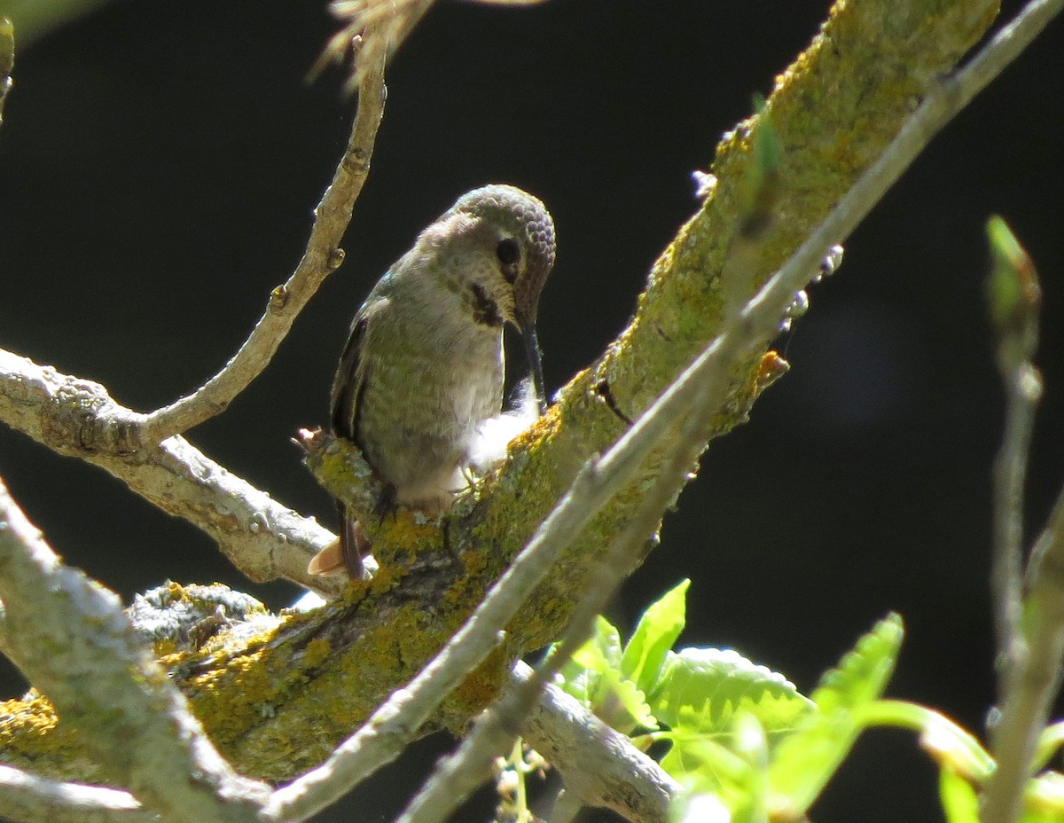 Anna's Hummingbird - Chris Conard