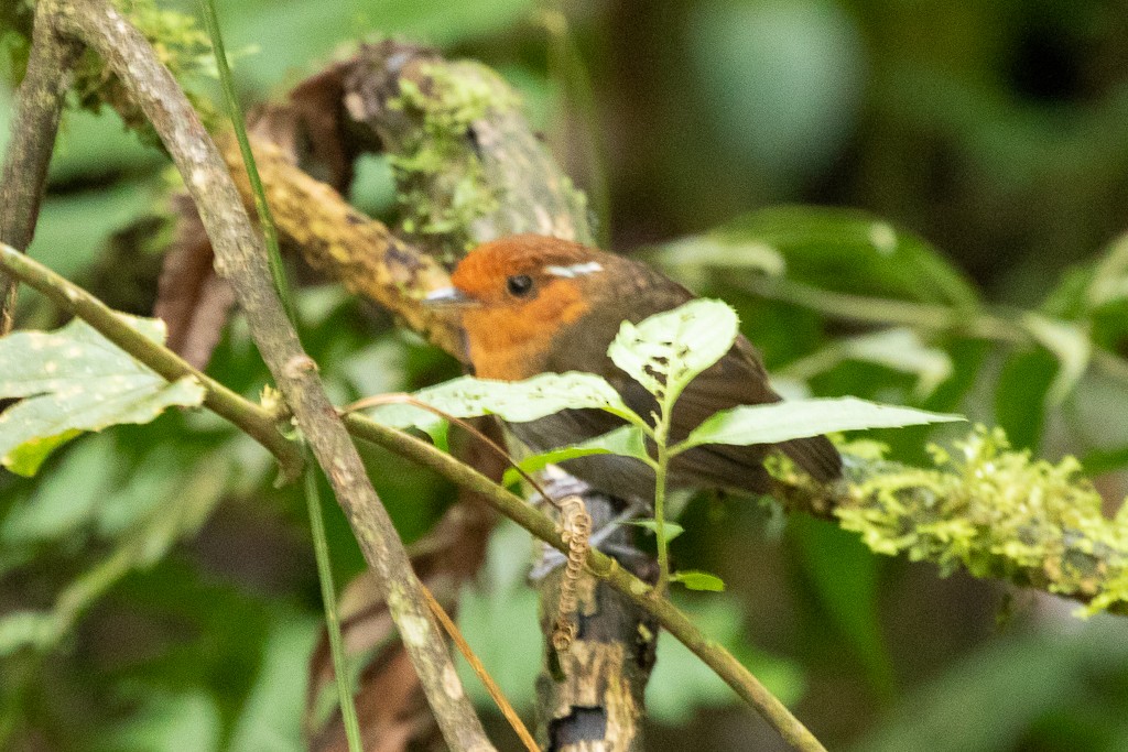 Chestnut-crowned Gnateater - ML151054891