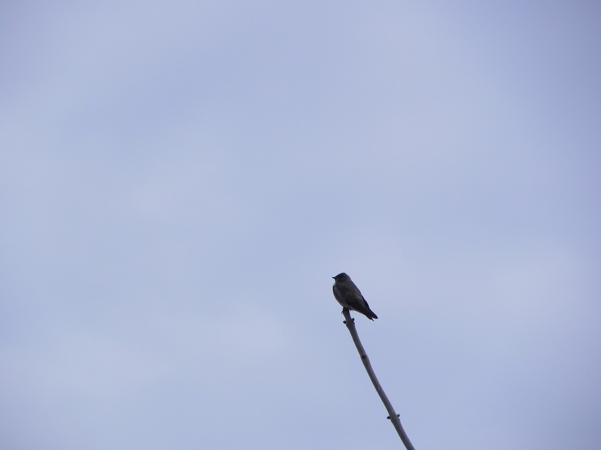 Northern Rough-winged Swallow - ML151055591
