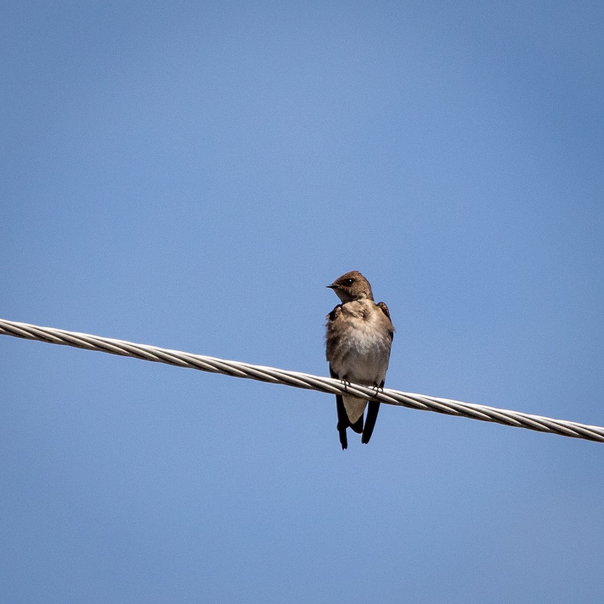 Northern Rough-winged Swallow - Rita Reed