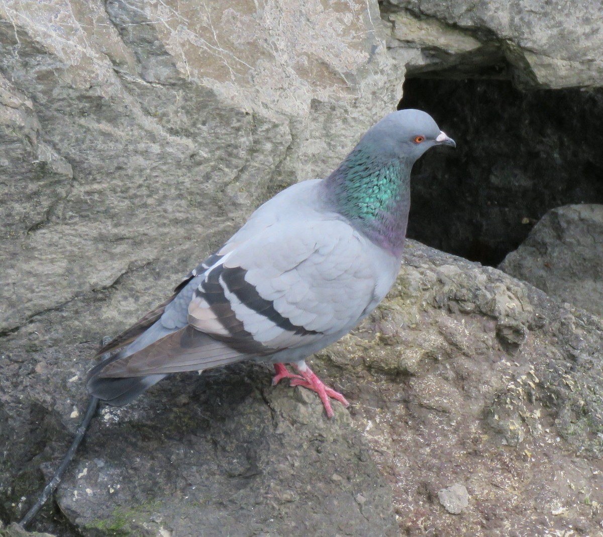 Rock Pigeon (Feral Pigeon) - ML151057761