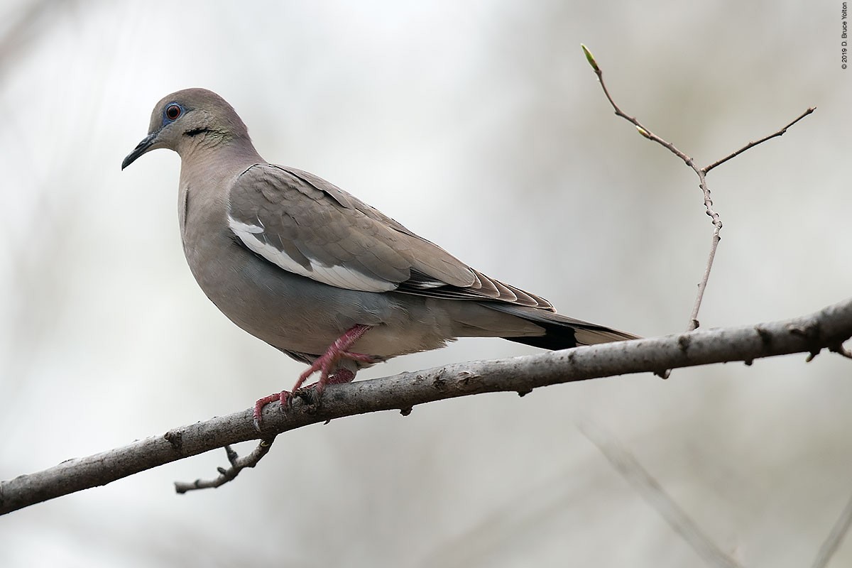 White-winged Dove - ML151058421