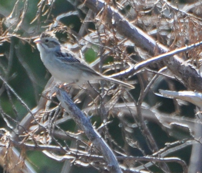 Clay-colored Sparrow - M.K. McManus-Muldrow