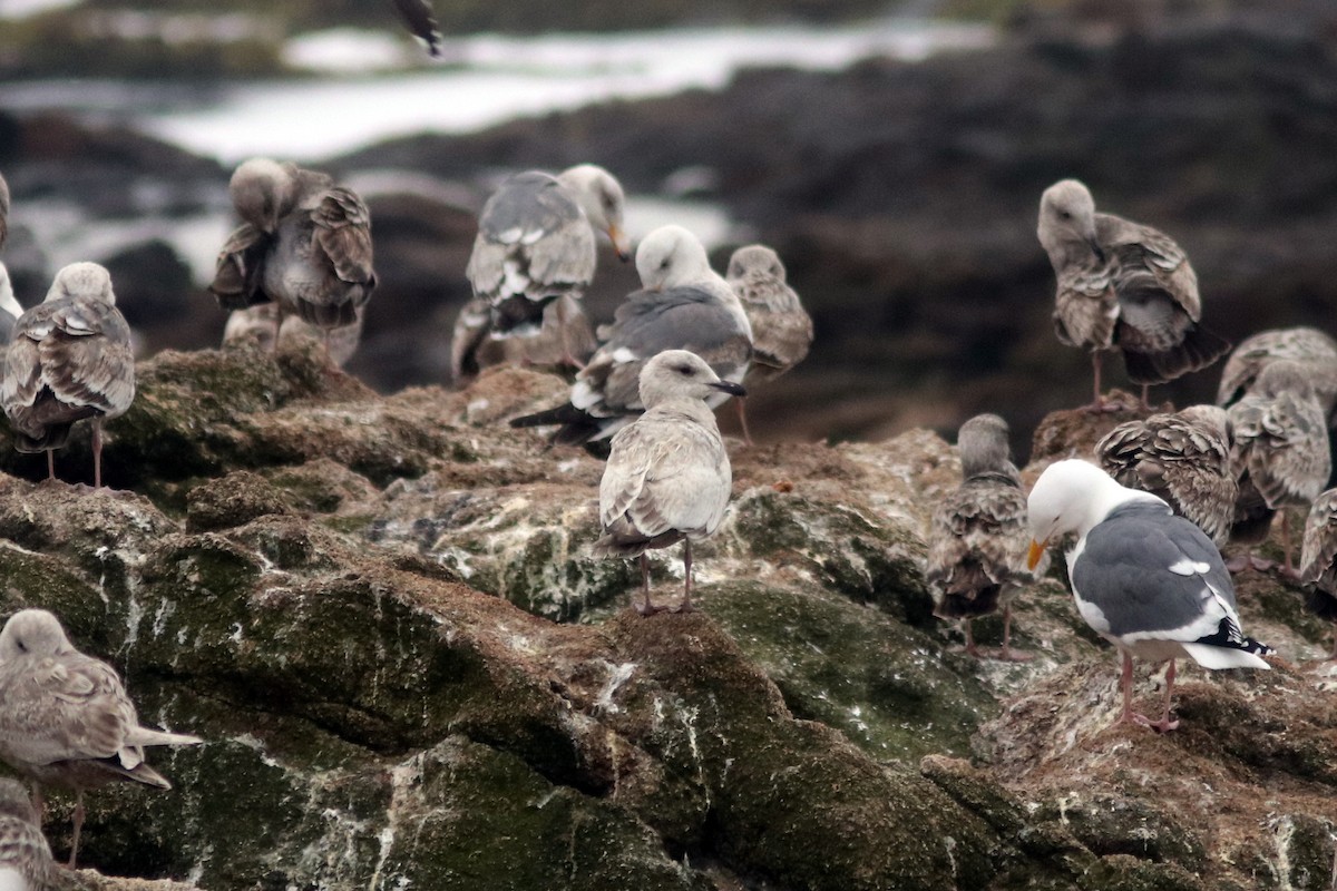Iceland Gull (Thayer's) - Farallon Island