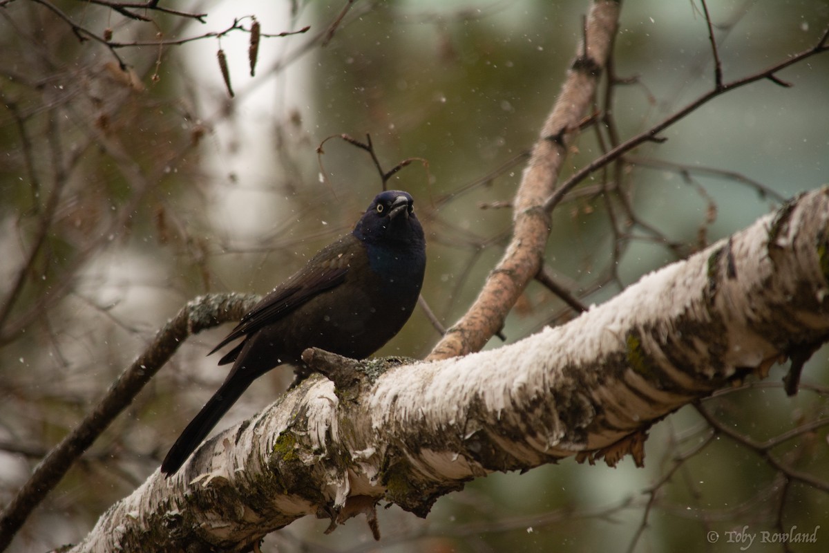 Common Grackle - Toby Rowland