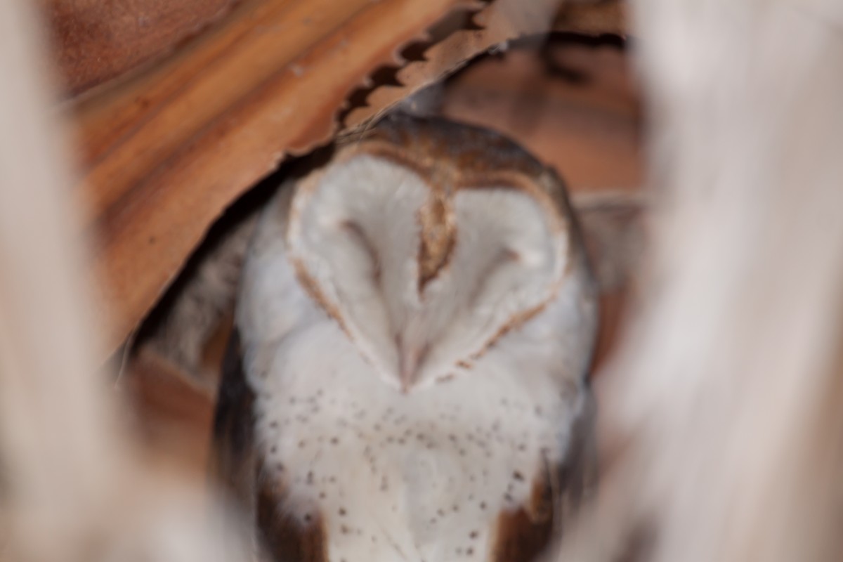 Barn Owl - ML151061201