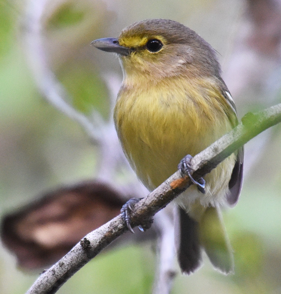 Thick-billed Vireo - ML151061841