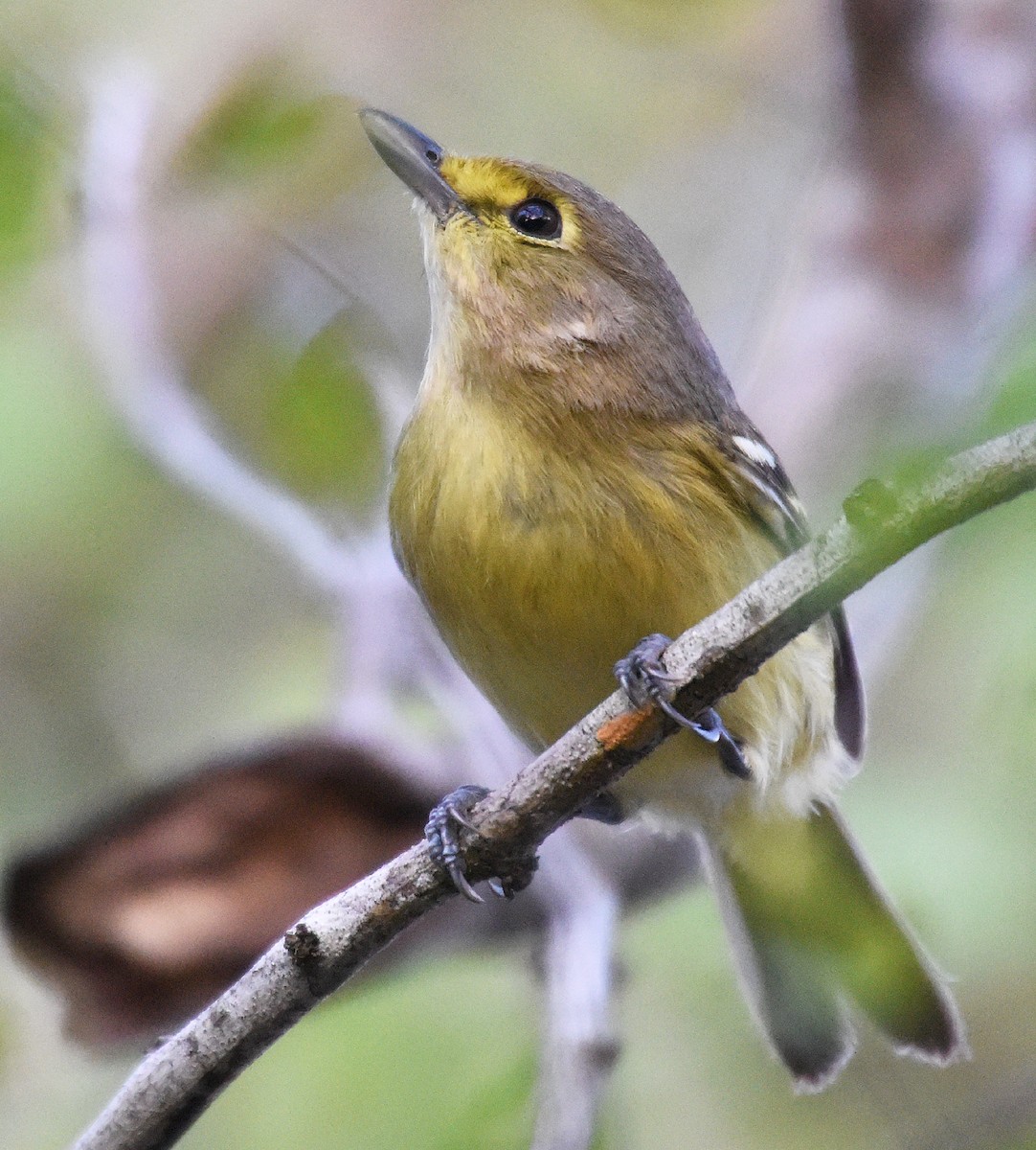 Thick-billed Vireo - ML151061861
