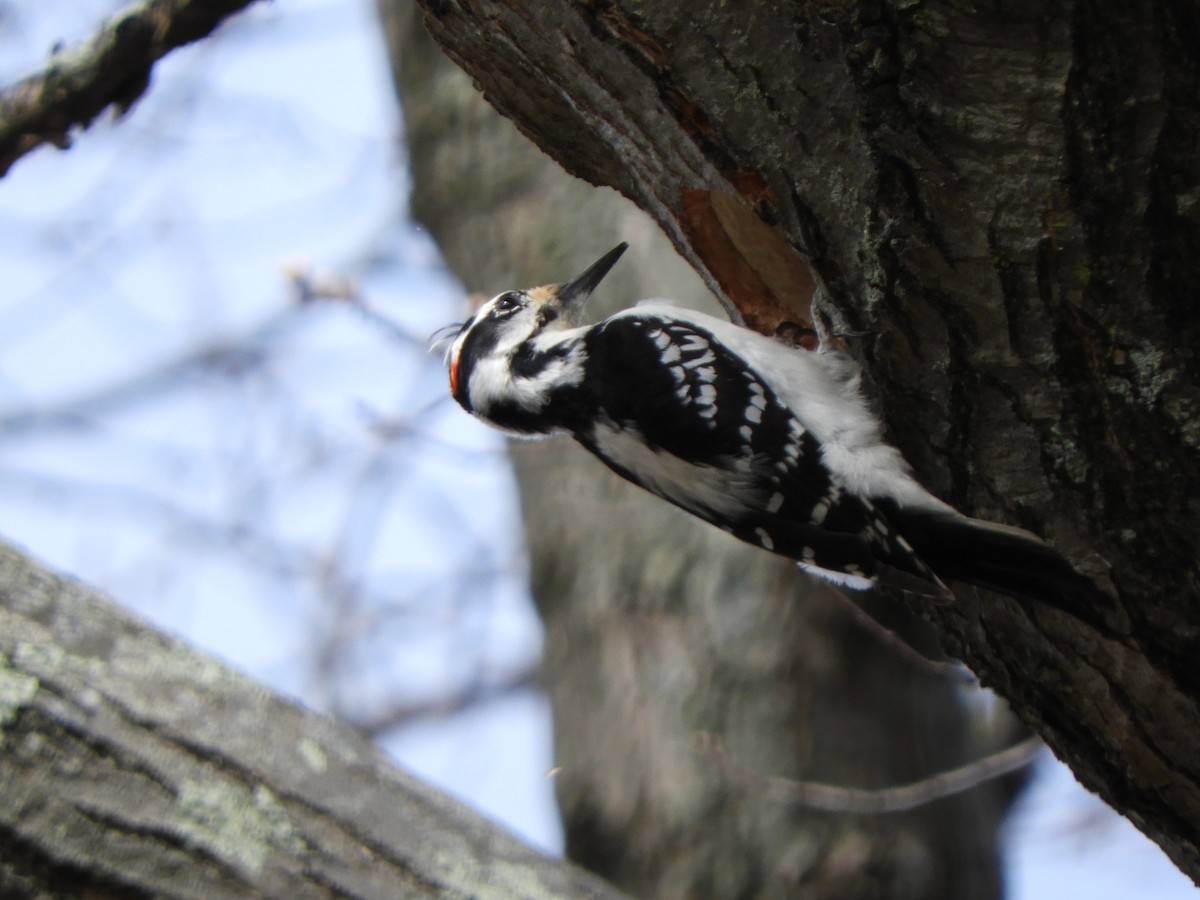 Hairy Woodpecker (Eastern) - Laura Markley
