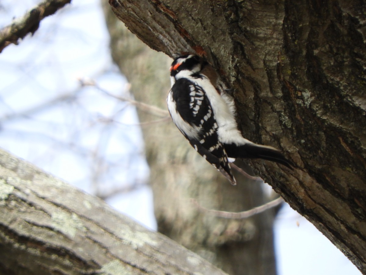 Hairy Woodpecker (Eastern) - Laura Markley