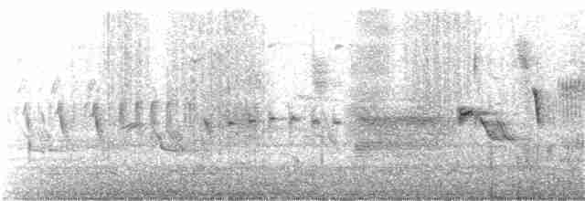 Savannah Serçesi [sandwichensis grubu] - ML151062911